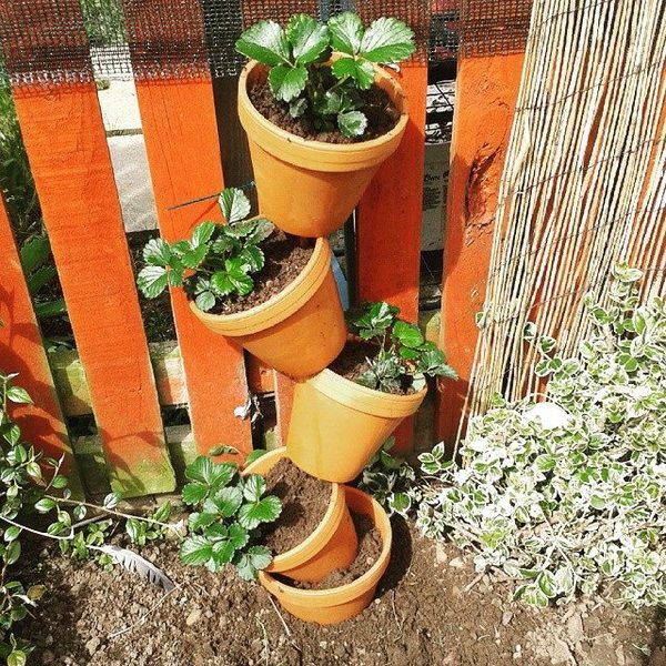 Novice - Advice For Growing Fruit?