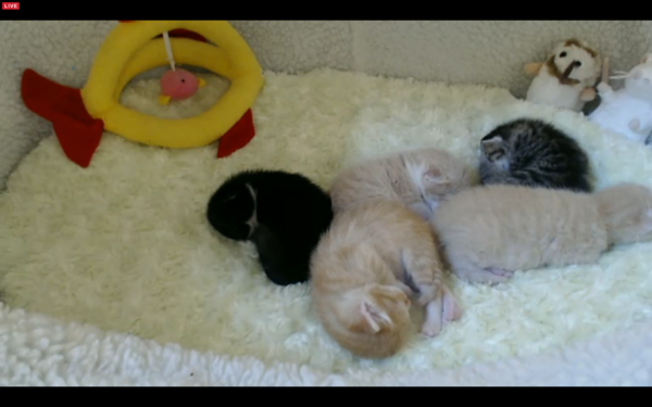 Live web cam of tiny kittens.