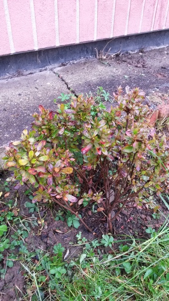 Azalea help!