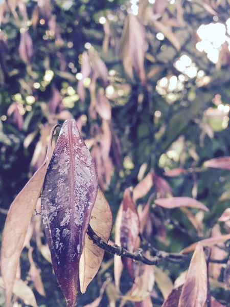 What is this? A) shrub in my garden b) fungus(?) eating it?