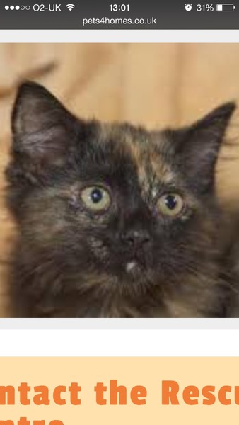 Rescued Amber kitten is in animal hospital with an infection(?). We've only had her four days!