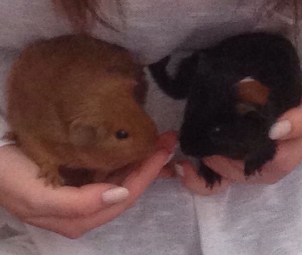 New piggies