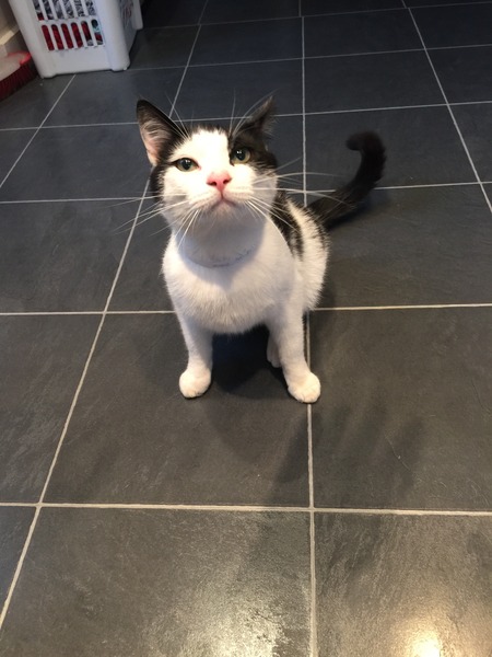 'Stray' cat coming in & eating my cats food