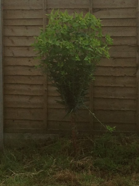Can anyone tell me what this plant is please?