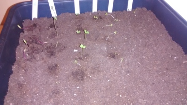The 2015 Allotment / Veg Patch Thread Part 2
