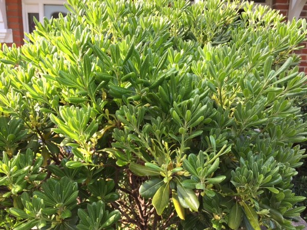 What is this bush / tree (and why is it sick)?