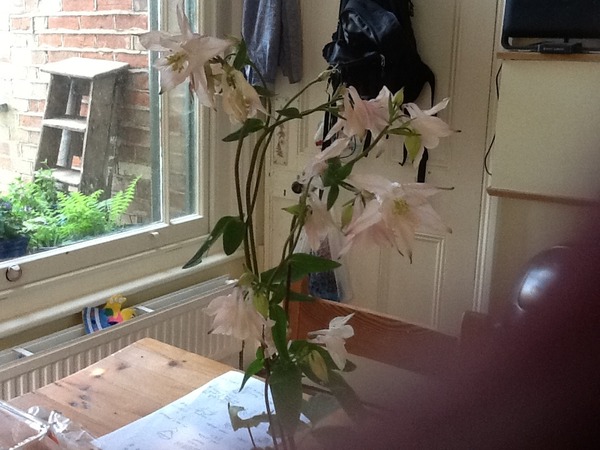 Rough winds do shake the darling buds of May: Alternative potting shed thread