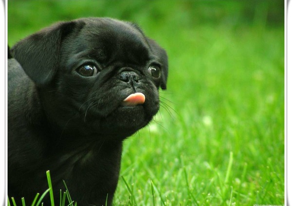 Splitting up, what happens to the puppy?