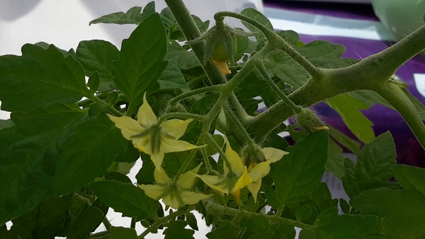 The 2015 Allotment / Veg Patch Thread Part 2