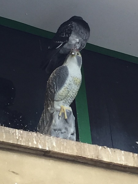 to want to slap pigeon lady
