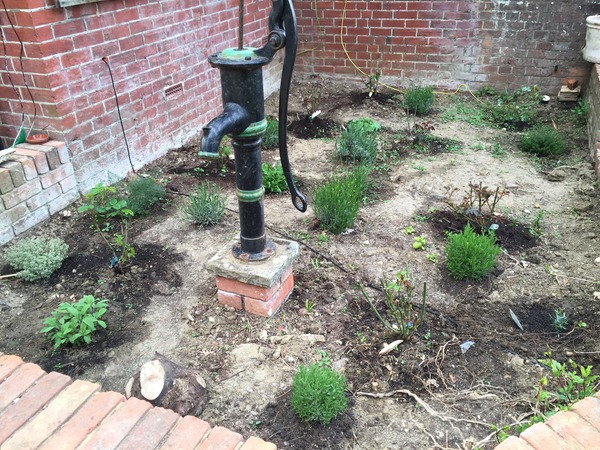 What to grow in a rose garden besides roses?