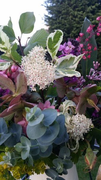 Rough winds do shake the darling buds of May: Alternative potting shed thread