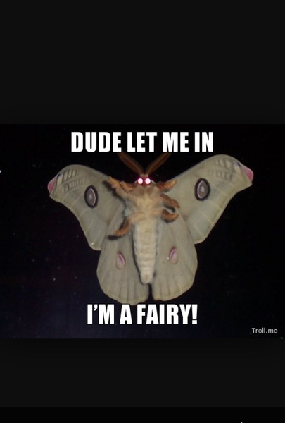 What the bloody hell is this creature in my outhouse?? [pic]