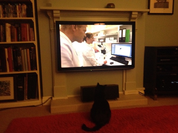 Girlkitty's favourite telly!