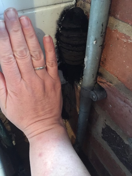 What the bloody hell is this creature in my outhouse?? [pic]