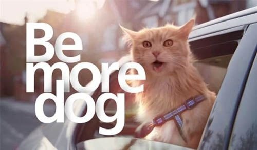 Neighbours dog killed cat :(