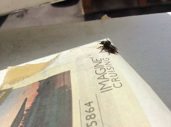 Aibu to be proud i remembered mn advice and feed a hungry bee
