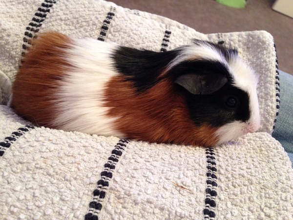 Introducing new pig to others.