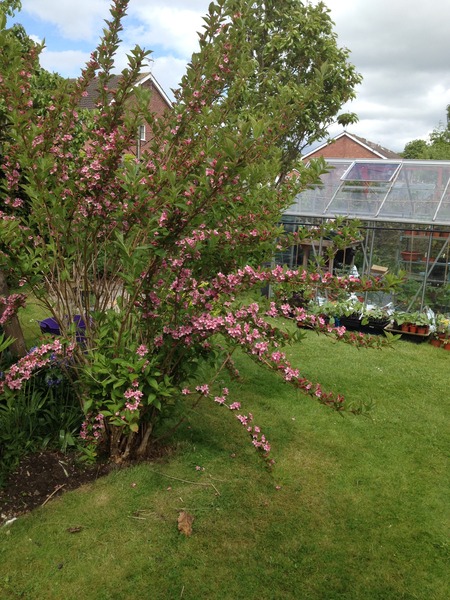 The 2015 Allotment / Veg Patch Thread Part 2