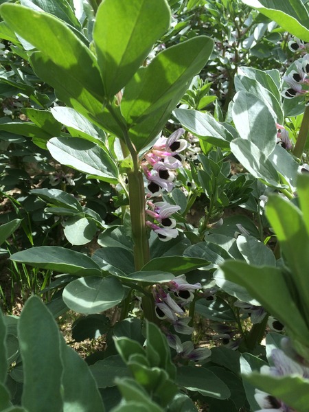 Can anyone identify this crop?