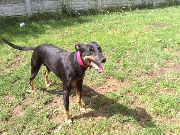 Want to play "Guess the crossbreed"?