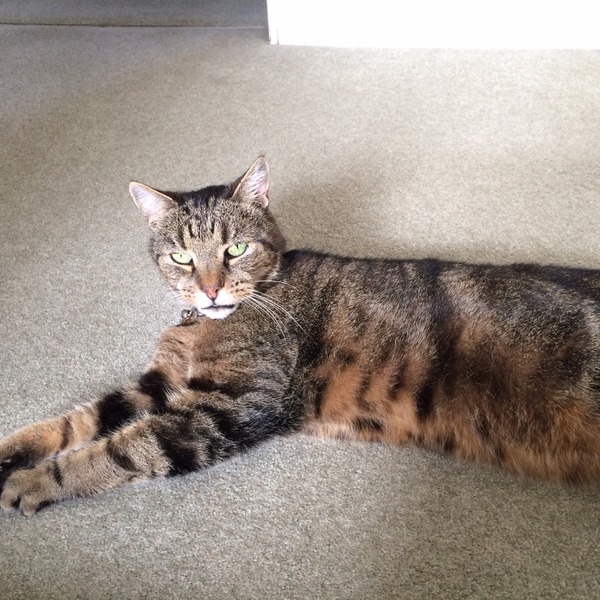 I'm considering getting a cat - what are all the downsides?
