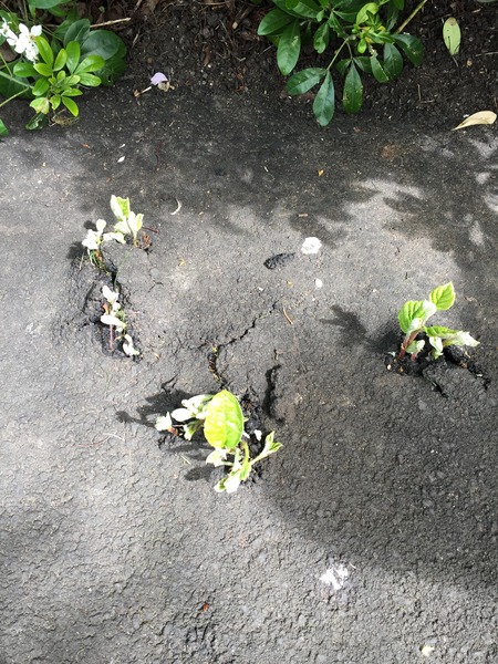 Japanese knotweed
