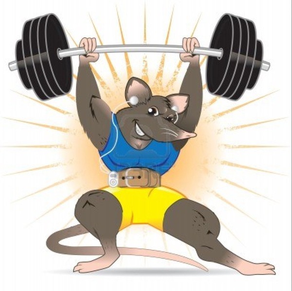 To propose a banning of the term 'gym bunny'