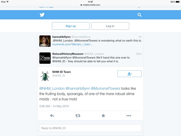 What the bloody hell is this creature in my outhouse?? [pic]