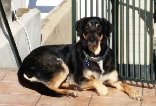 Temporary foster home needed for my dog, can anyone help?