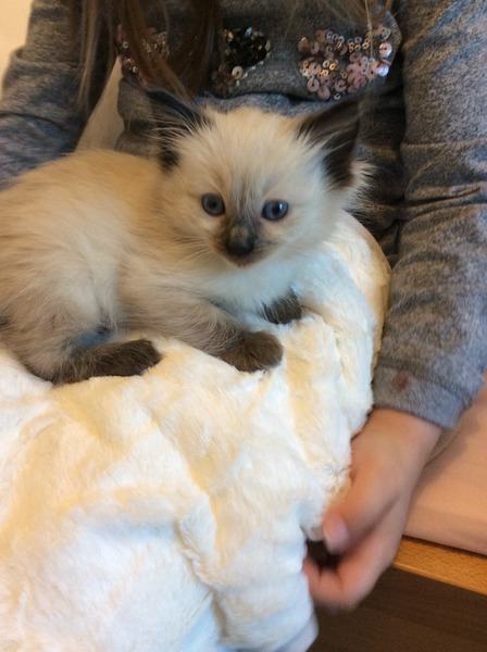 Our lovely new kitten / advice on food
