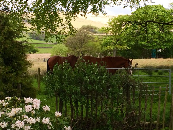 Do you prefer keeping your horses at home, or on a yard?