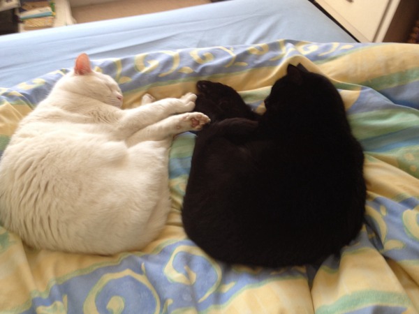 I'm considering getting a cat - what are all the downsides?