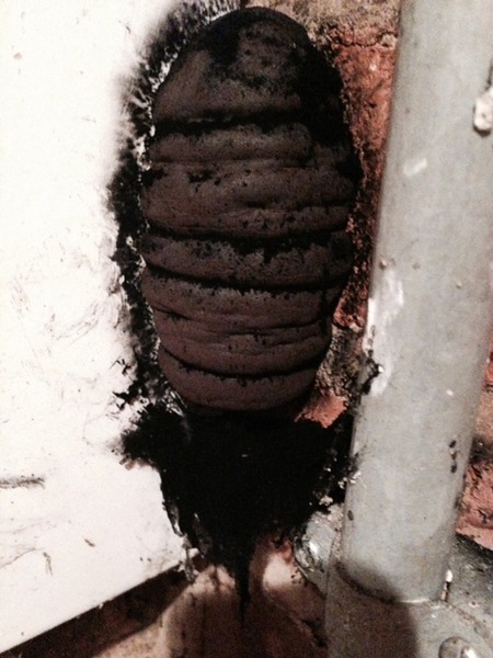 What the bloody hell is this creature in my outhouse?? [pic]