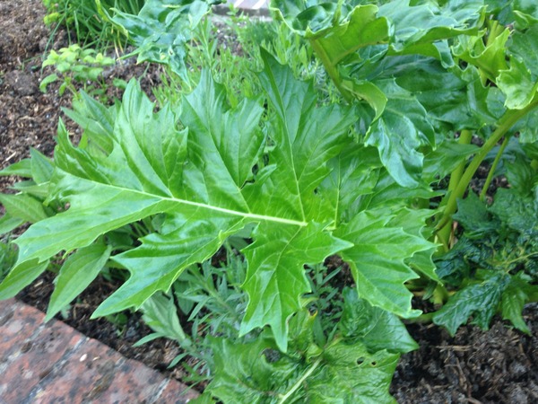 Help! What is this plant?