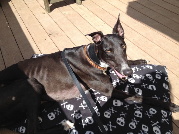 Is there a current 'pointy' thread? Newbie hound owner here