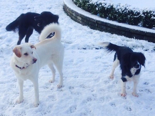 Want to play "Guess the crossbreed"?