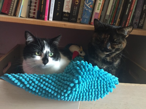 Adopting a Cat/ Cats Protection Home Visit