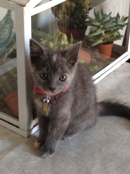 to wonder what's with all the vicious cat threads this week?