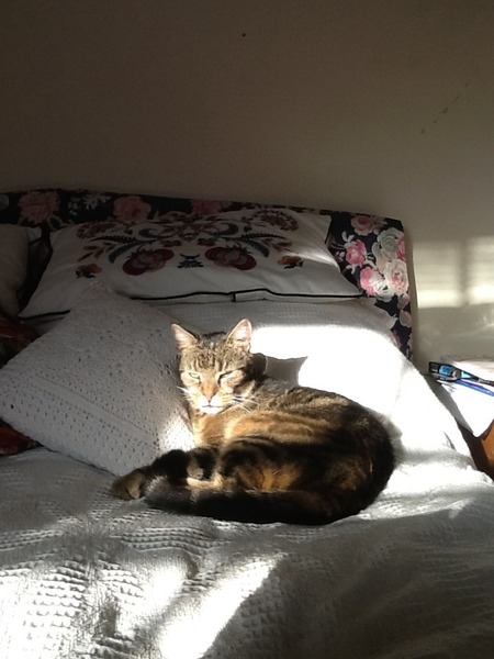 Talk to me about your old kitties
