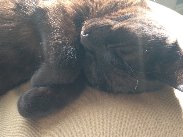 What colour are your cat's whiskers?