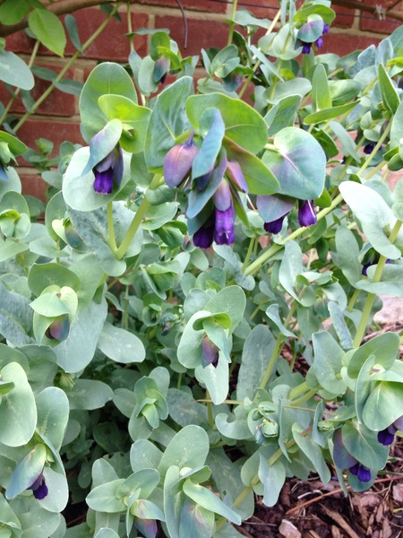 "In the spring, at the end of the day, you should smell like dirt."  This month's discussion in the potting shed.