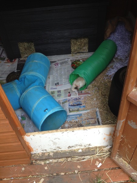 Guinea-Pig Wedding :)
