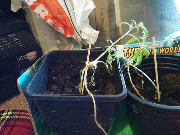 please help me with what to do next with my tomato plants