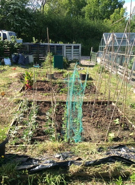 The 2015 Allotment / Veg Patch Thread Part 2