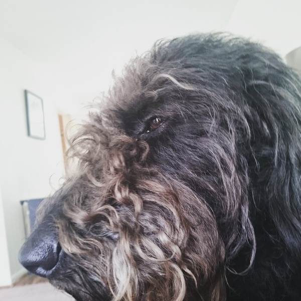 I have a poorly pooch :( With photo