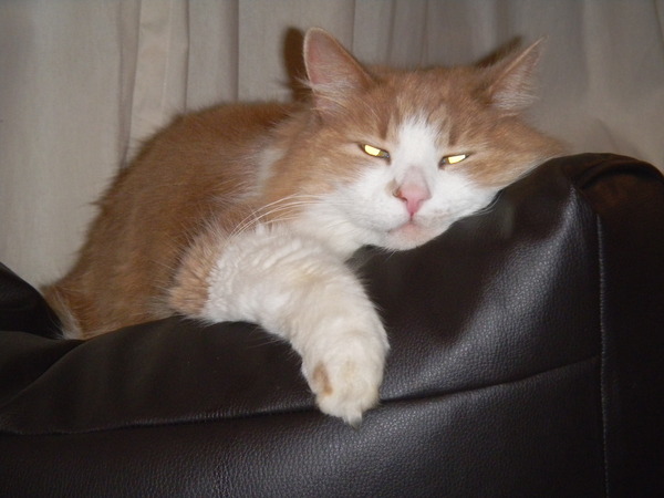 To ask if you would have your cat PTS if they showed signs of aggression towards you or your children.
