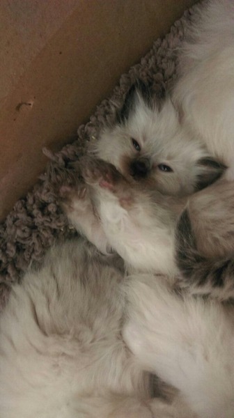 I'm considering getting a cat - what are all the downsides?