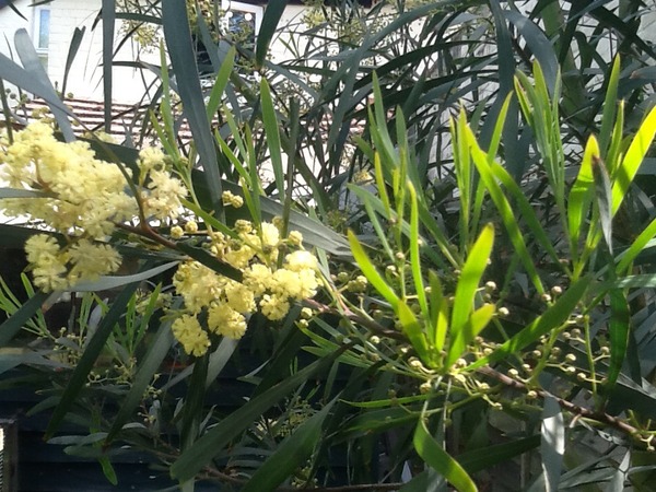Tell me what is flowering in your garden today.