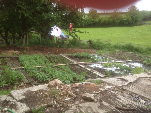 My veg patch flooded with "effluent"! Will it be safe to eat? Plus photo..
